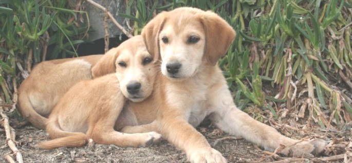Spenden und Adoptionsaufruf für die Hunde der Smeura in Pitesti! Für