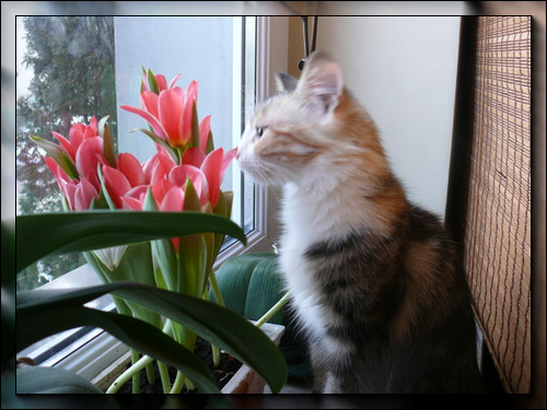 http://fs1.directupload.net/images/150312/aojy9iik.png