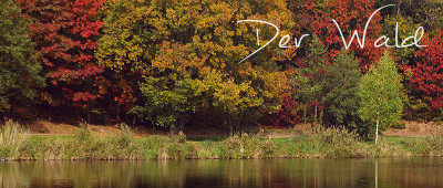 Der Wald