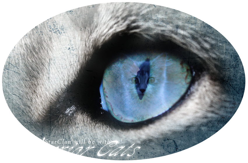 Warrior Cats