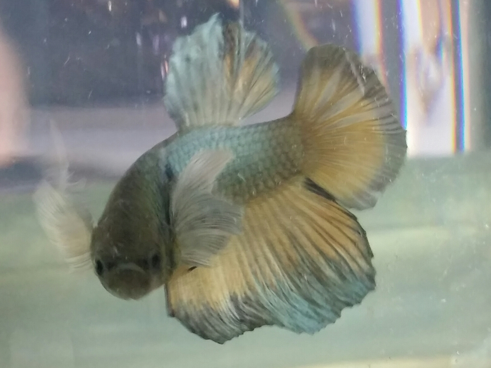Ryūjin, presque mon 1er betta ^^ Nfudaw9i