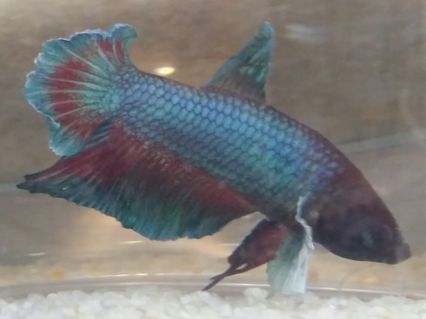 Ryūjin, presque mon 1er betta ^^ Us464h57