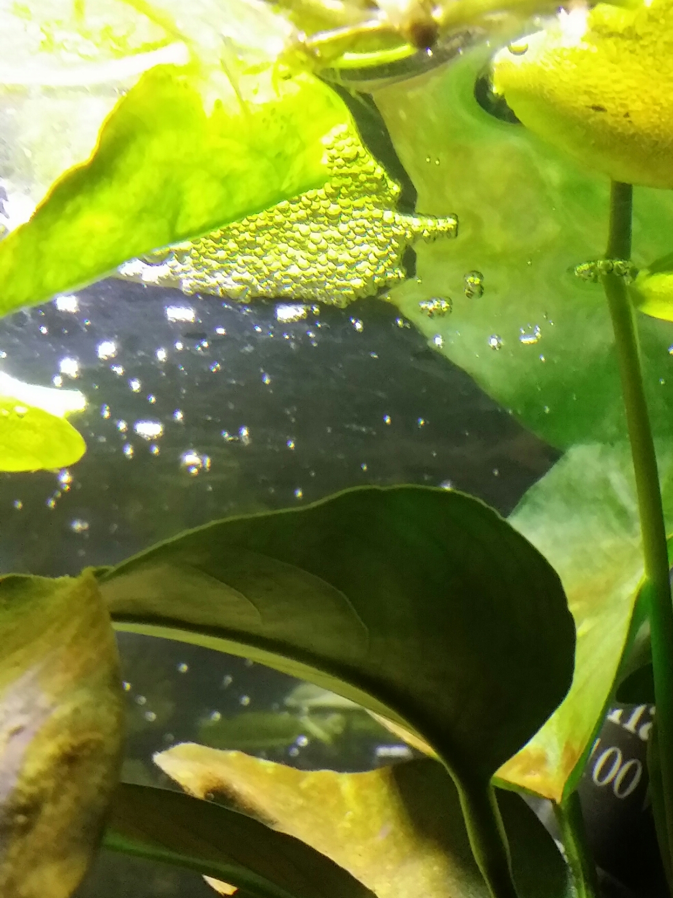 Ryūjin, presque mon 1er betta ^^ Ssempi5f