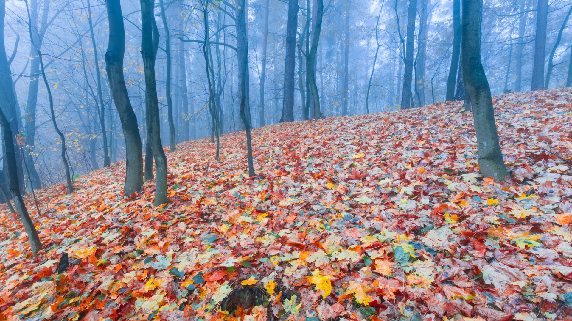 Глубокая осень в лесу
