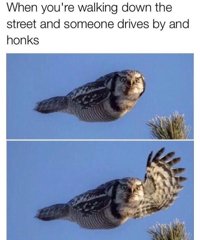 6or39hxj.jpg