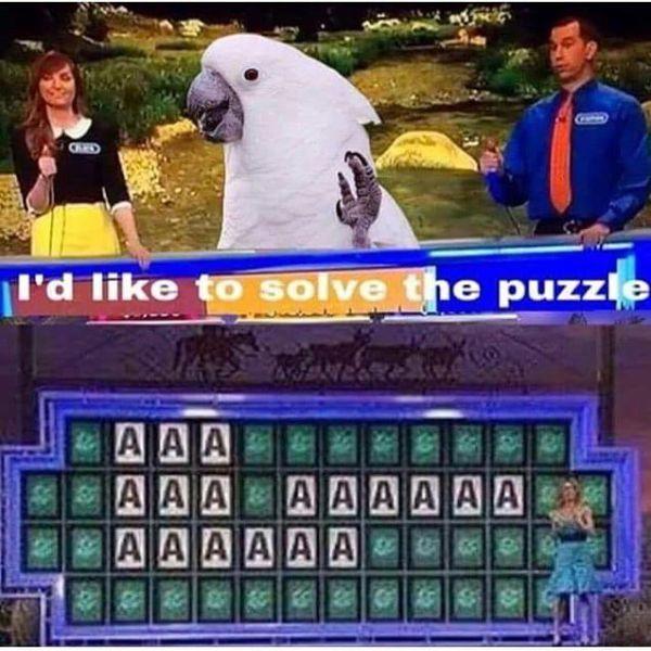 gipetsd8.jpg