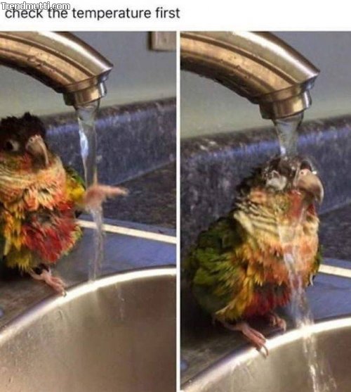 muqckt6c.jpg