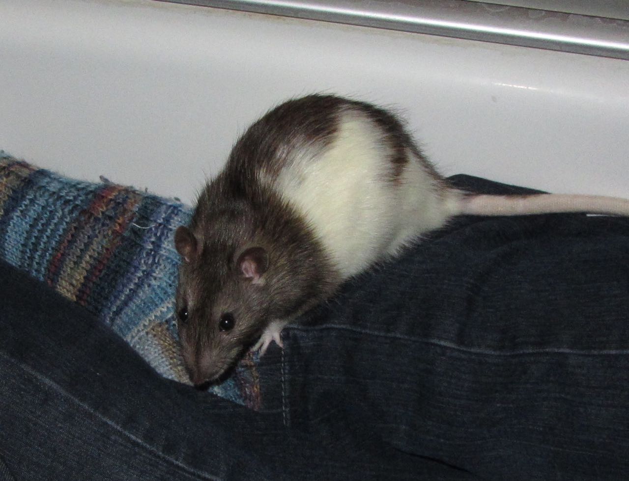 Romeo